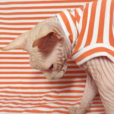 Pumpkin stripe - sleepwear - Thumbnail 5