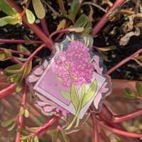 Omori Flower Pins - Thumbnail 1