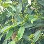 Biji Kemukus - Piper cubeba Dried Seed-2