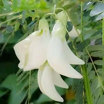 Bunga Turi - Sesbania Grandiflora Flower