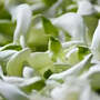 Bunga Turi - Sesbania Grandiflora Flower-1