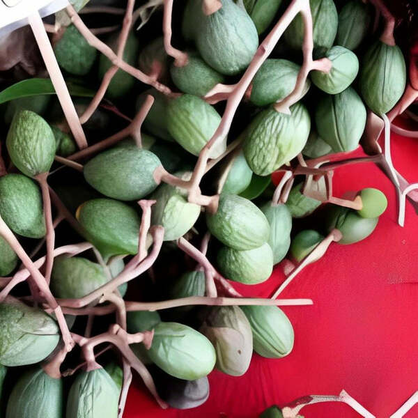 Buah Tempayang / Bentayang - Fismiana Affinis 