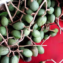 Buah Tempayang / Bentayang - Fismiana Affinis 