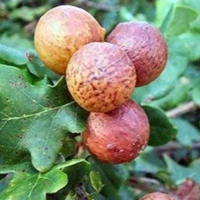 Buah Manjakani (Quercus infectoria Fruit)