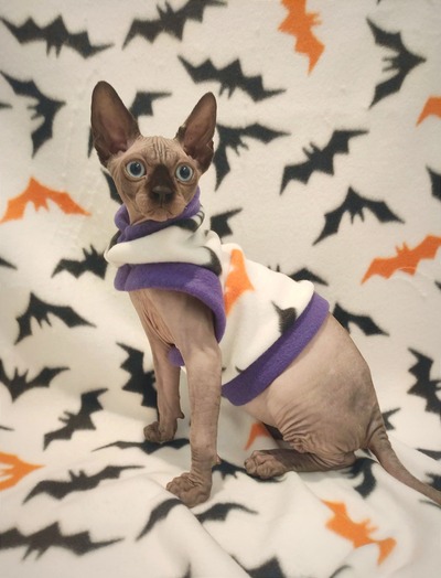 Laszlo Says Bat! - Fleece