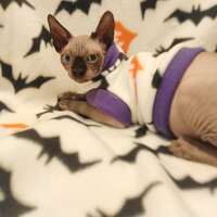 Laszlo Says Bat! - Fleece - Thumbnail 1