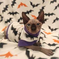 Laszlo Says Bat! - Fleece - Thumbnail 2