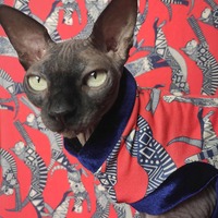 Abstract Pussy - Thumbnail 1