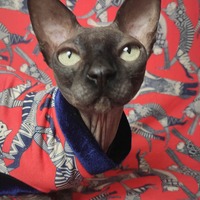 Abstract Pussy - Thumbnail 2