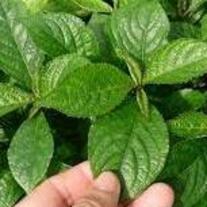 Daun Keji Beling (strobilanthes crispa Leaf)