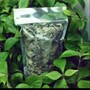 Daun Keji Beling (strobilanthes crispa Leaf)-1