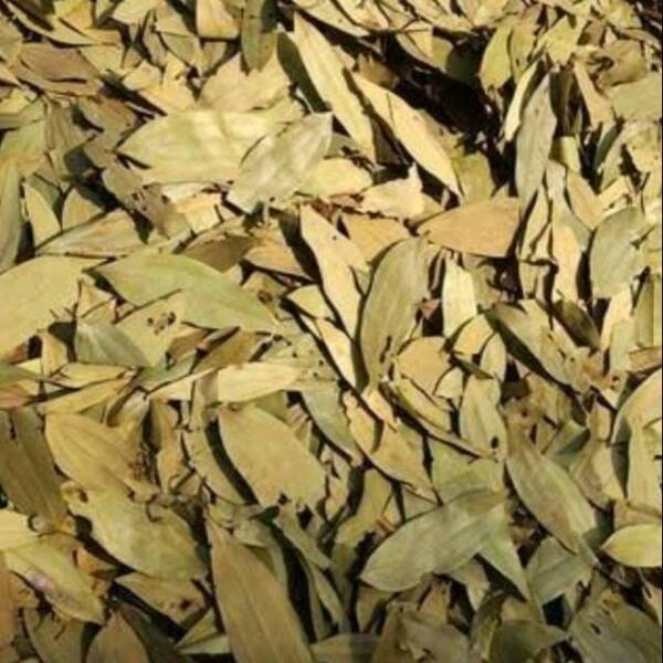 Daun Kayu Manis Kering (Cinnamon Leaf Dried)