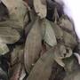 Daun Kayu Manis Kering (Cinnamon Leaf Dried)-1