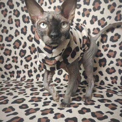 Heathered jaguar - sweaterknit