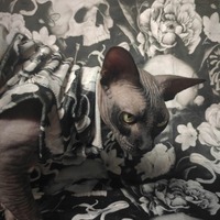 Death Becomes Her - Velvet - Thumbnail 1