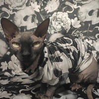 Death Becomes Her - Velvet - Thumbnail 2