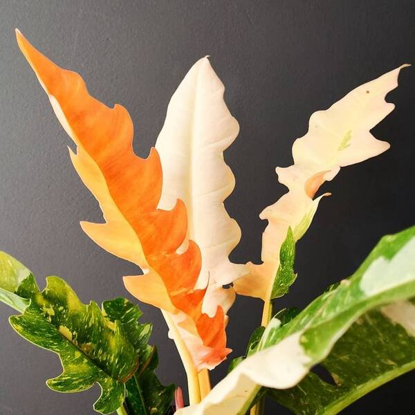 PACK OF 2 starter plants Philodendron Ring Of Fire 