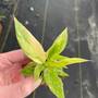 PACK OF 2 starter plants Philodendron Ring Of Fire -1