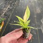 PACK OF 2 starter plants Philodendron Ring Of Fire -2