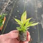 PACK OF 2 starter plants Philodendron Ring Of Fire -3