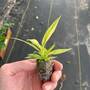 PACK OF 2 starter plants Philodendron Ring Of Fire -4
