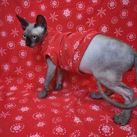 Snowflakes - Thermal - Thumbnail 2