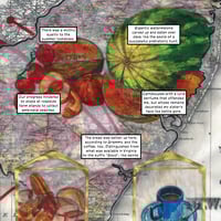 Sycamore - Thumbnail 5