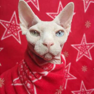 Pentaflake - luxe fleece - Thumbnail 3