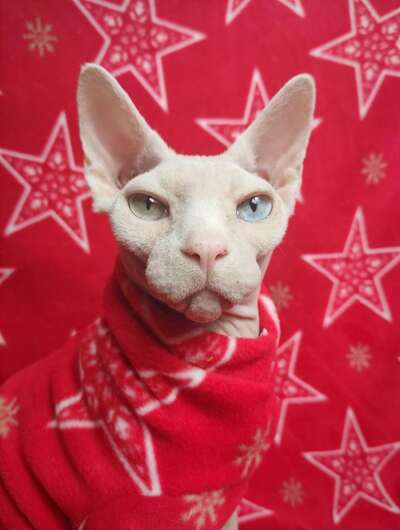 Pentaflake - Luxe Fleece