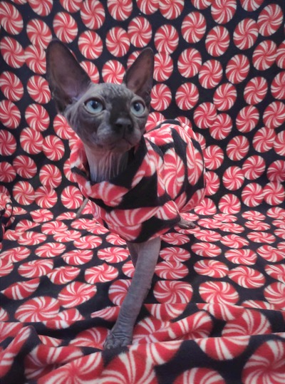 Pinwheels - Luxe Fleece