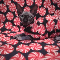 Pinwheels - Luxe Fleece - Thumbnail 1