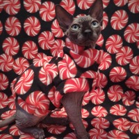 Pinwheels - Luxe Fleece - Thumbnail 2