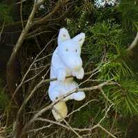 Pocket Friends -  Wolf Plush - Thumbnail 1