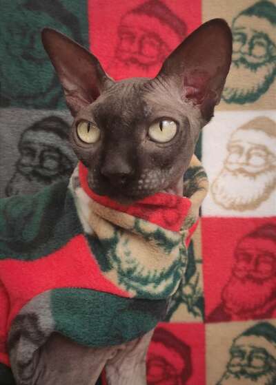 Warhol Santa - Luxe Fleece