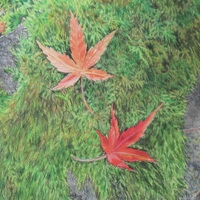 "Fallen Leaves On A Mossy Rock" Original Realism Drawing By N.E.Thompson, Artwork Size 8x10 Inches - Thumbnail 2