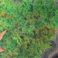 "Fallen Leaves On A Mossy Rock" Original Realism Drawing By N.E.Thompson, Artwork Size 8x10 Inches - Thumbnail 4