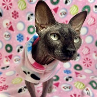 Xmas In The Pink - Luxe Fleece - Thumbnail 1