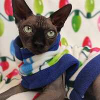 Flashing Lights - Luxe Fleece - Thumbnail 1