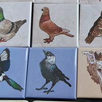  New pins: Birds - Thumbnail 2