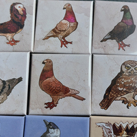  New pins: Birds - Thumbnail 3