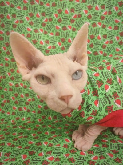 I'm On Santa's Naughty List