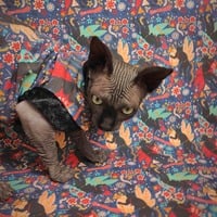 Krampus Knacht - Thumbnail 2