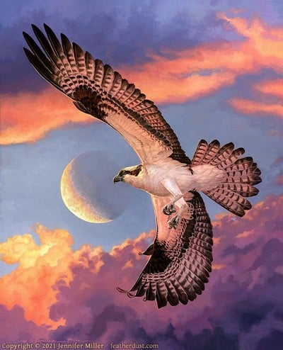 11x14 Print "Crescent" Osprey 