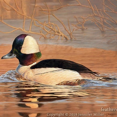 10x13 print "drake bufflehead" duck
