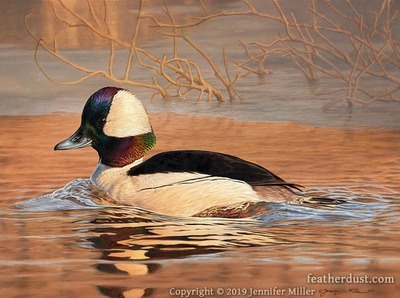 10x13 Print "Drake Bufflehead" Duck