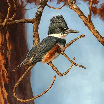  8x10 "autumn queen" belted kingfisher print
