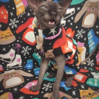 Let's Go Ice-skating! - Luxe Fleece - Thumbnail 2