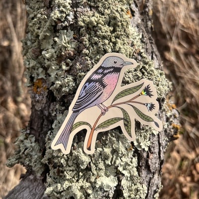 Sticker - Sun Bird Phoebe