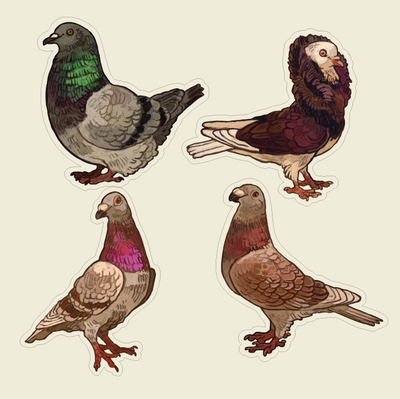 Pigeon stickers