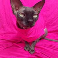 Electric Pink - Sleepwear - Thumbnail 4